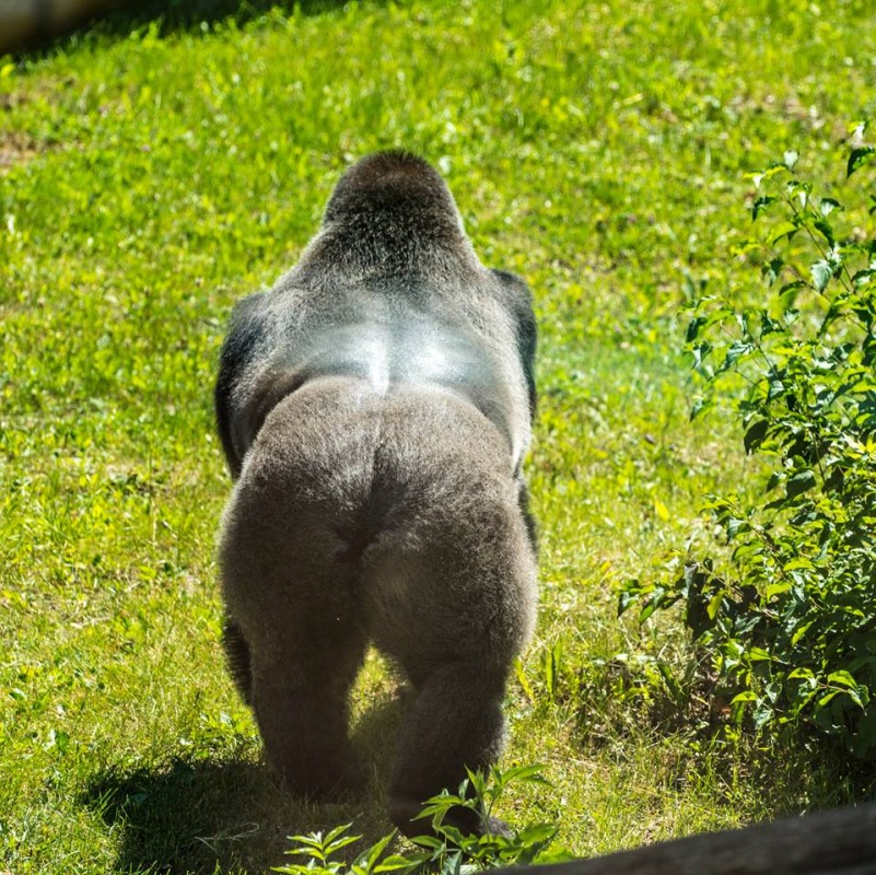 A Nyíregyházi Állatpark nyugati síkvidéki gorillája