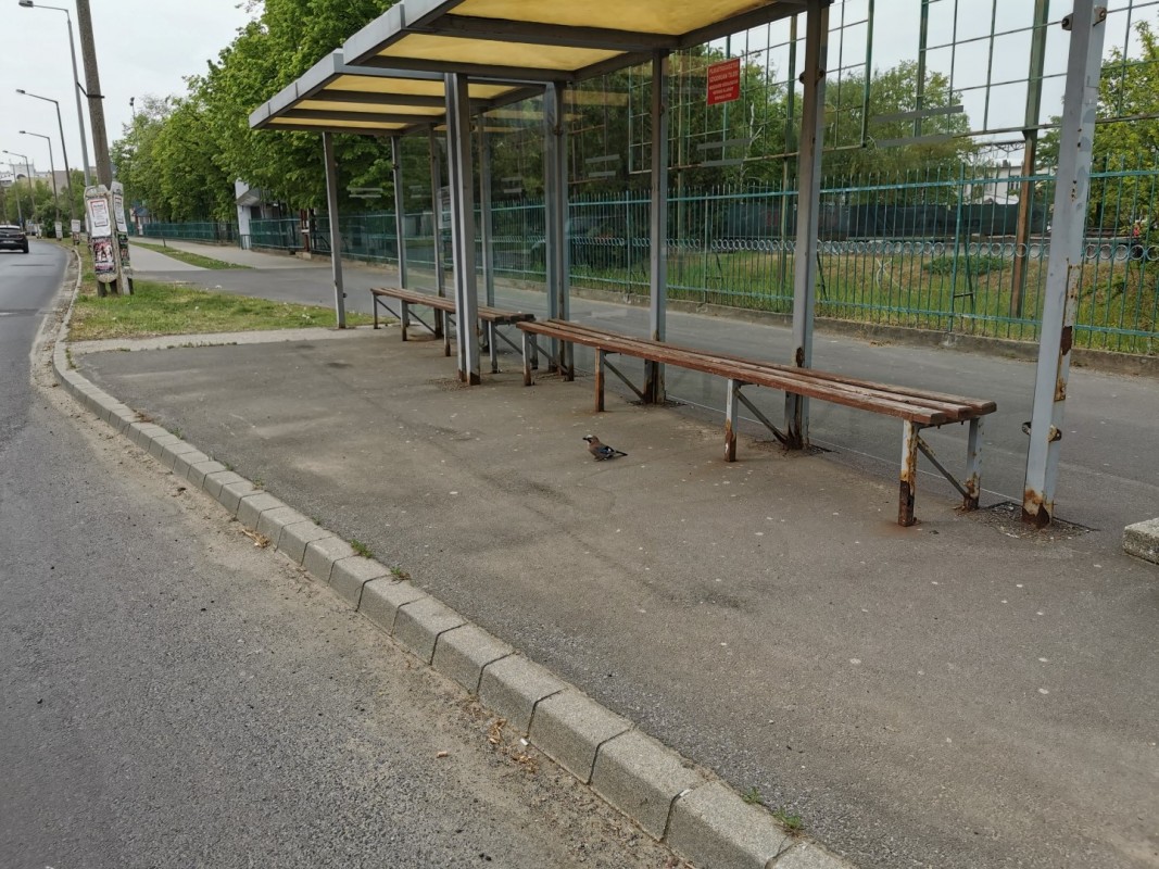 Kismadár várakozott szombat délelőtt a buszmegállóban - Vajon a buszra várt?
