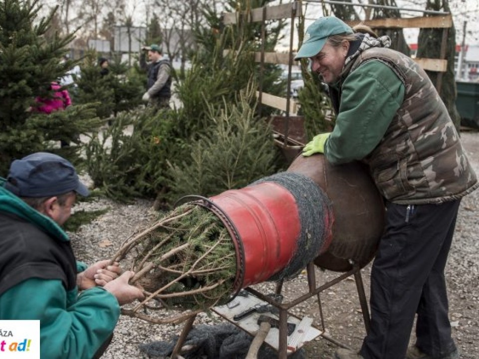 Nem drágulnak a karácsonyfának szánt fenyők, sőt a nordmann olcsóbb lehet