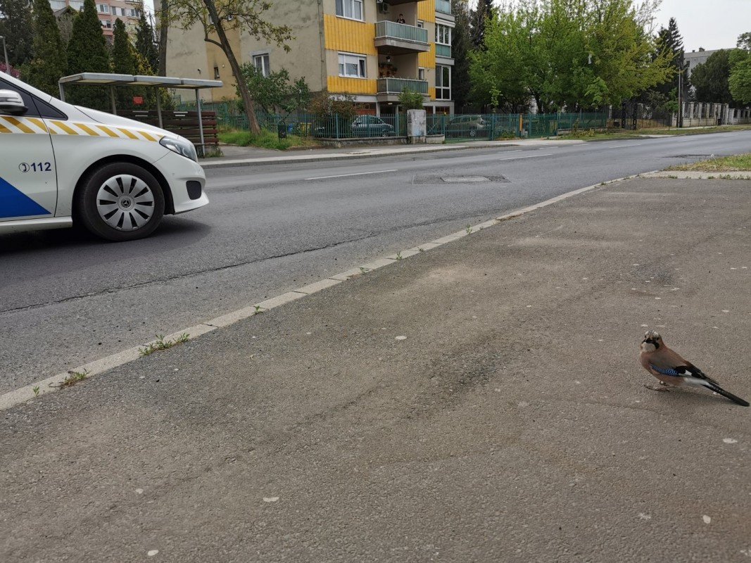 Kismadár várakozott szombat délelőtt a buszmegállóban - Vajon a buszra várt?