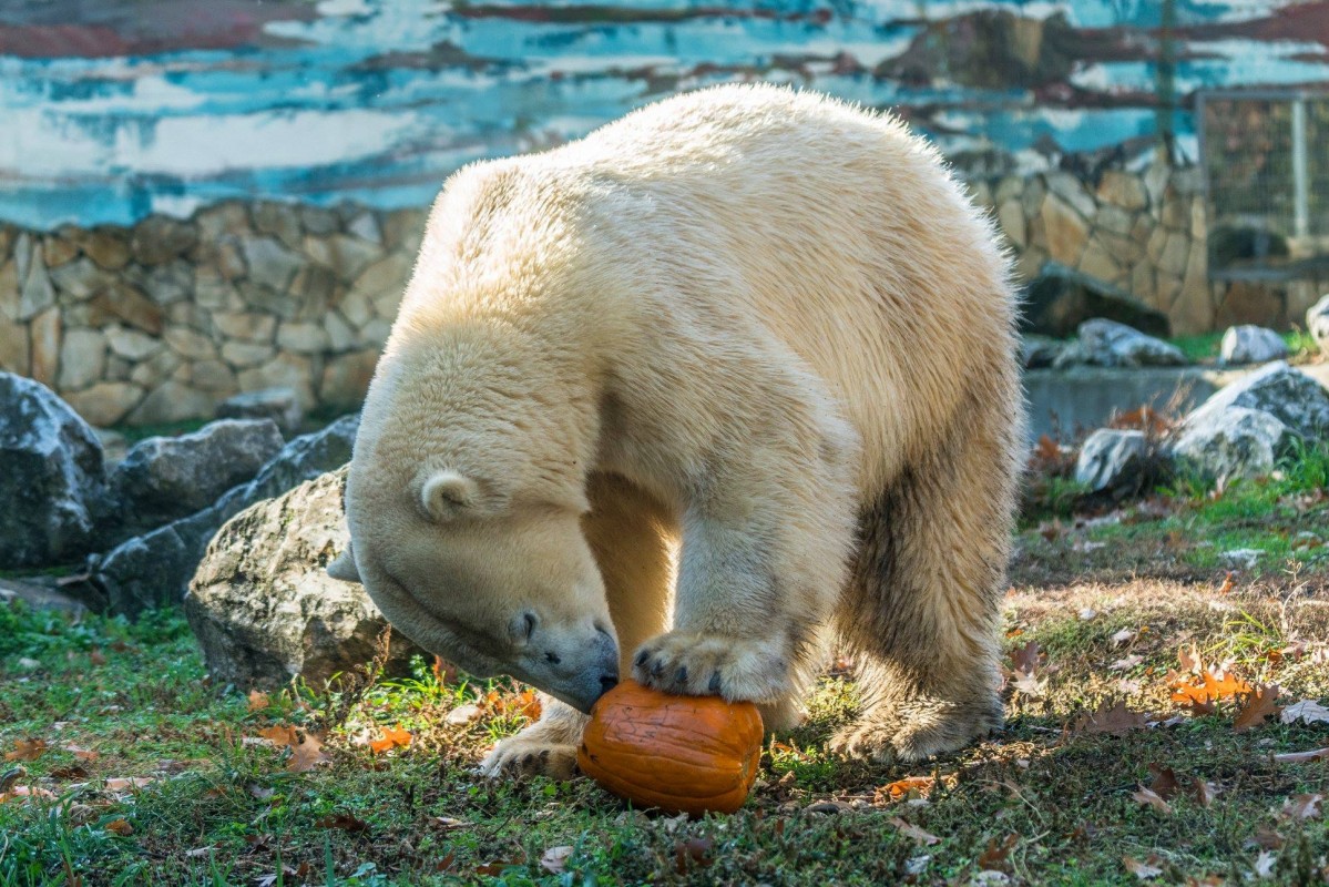 Halloween a Nyíregyházi Állatparkban - Nagyon élvezték az állatok