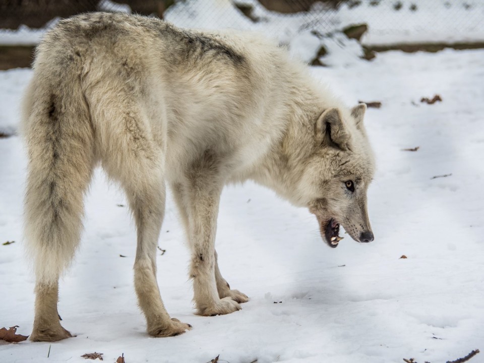 ERŐS FALKASZELLEM URALKODIK A SARKI FARKASOKNÁL