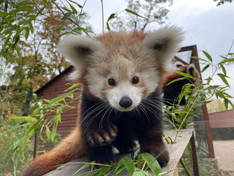 4 hónapos lett a Nyíregyházi Állatpark kis panda kölyke - Annyira cuki