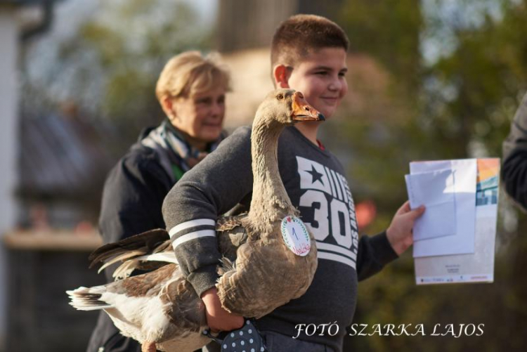 Újra lesz Márton-napi vigasságok a Sóstói Múzeumfaluban - A legszebb liba kerestetik!