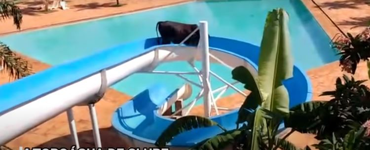 Csúszdázni menekült a vágóhídról a tehén