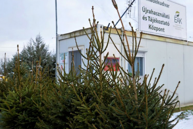 Idén is begyűjtik a kidobott karácsonyfákat!