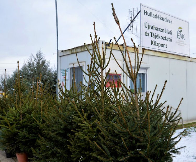 Idén is begyűjtik a kidobott karácsonyfákat!