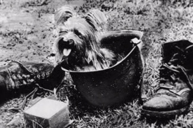 Smoky tizedes, a háborús yorkie