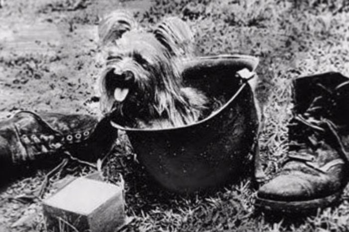 Smoky tizedes, a háborús yorkie