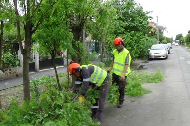 Faápolási munkálatok - Mutatjuk, hogy hol