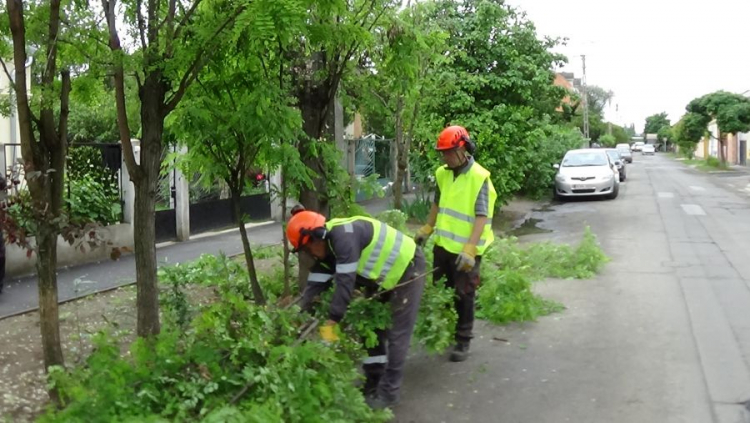 Faápolási munkálatok - Mutatjuk, hogy hol