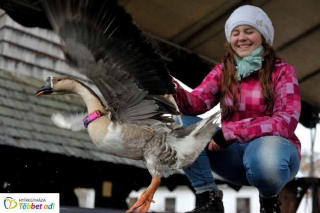 Márton-napi vigasság a Sóstói Múzeumfaluban szombaton