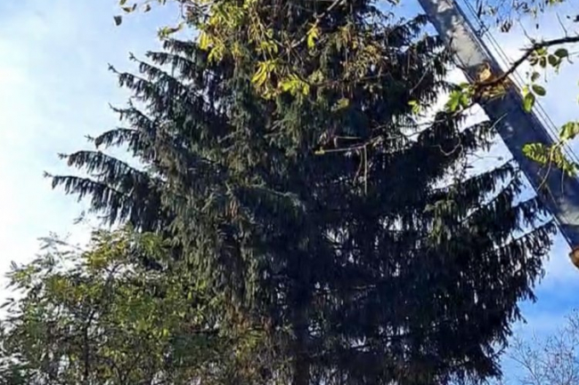 Nyíregyháza már az adventre készül: felállították a város karácsonyfáját!