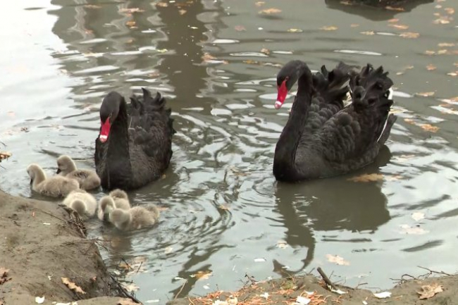 Fekete hattyúk keltek ki a Nyíregyházi Állatparkban