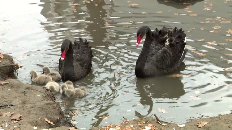 Fekete hattyúk keltek ki a Nyíregyházi Állatparkban