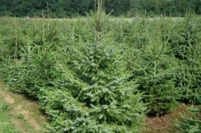 Karácsonyfáért ajándék!