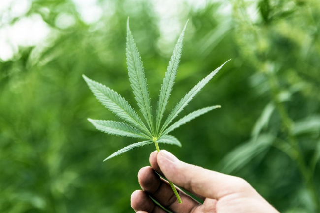 Három kiló gazdátlan kannabisz