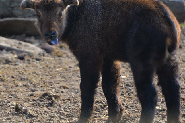 Mishmi takin született a Nyíregyházi Állatparkban