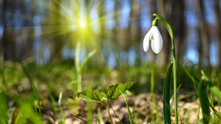 Újra ránk kacsint a tavasz