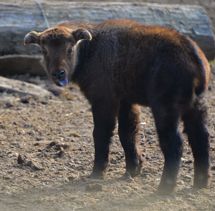 Mishmi takin született a Nyíregyházi Állatparkban