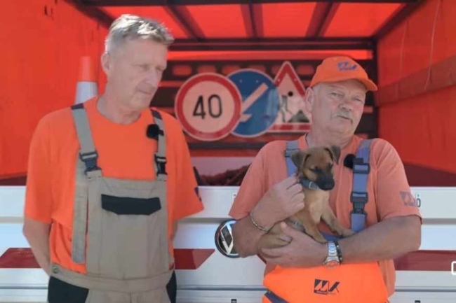 Videó - Újabb kiskutyát mentettek meg és fogatak be a közutasok