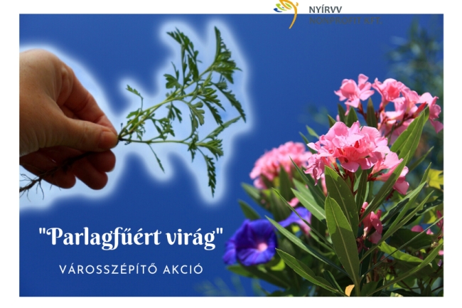Parlagfűért virág - Városszépítő akció