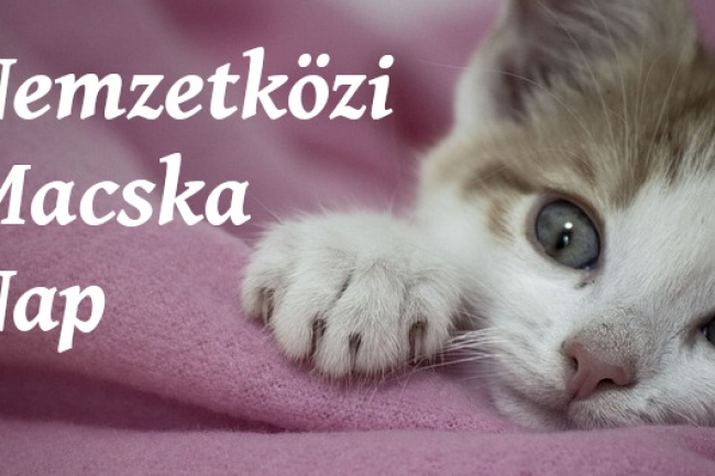 Ma van a Nemzetközi Macskanap