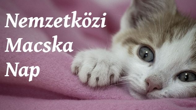 Ma van a Nemzetközi Macskanap