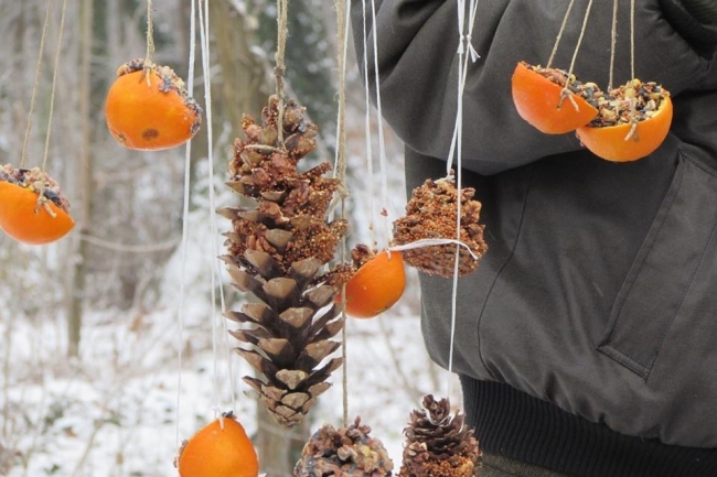 Madárkarácsony - Advent a madarakkal a nyíregyházi Sóstói-erdőben