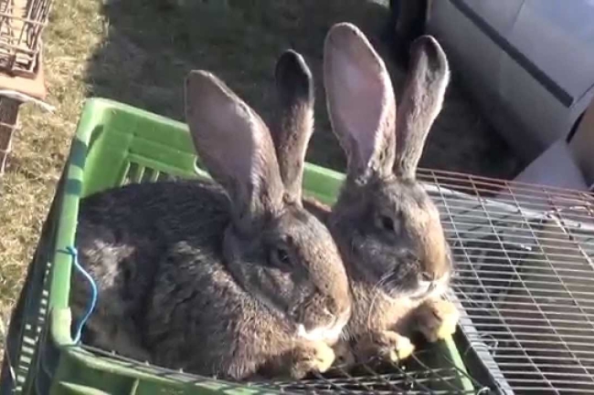 Kisállatbörze minden hónap második vasárnapján