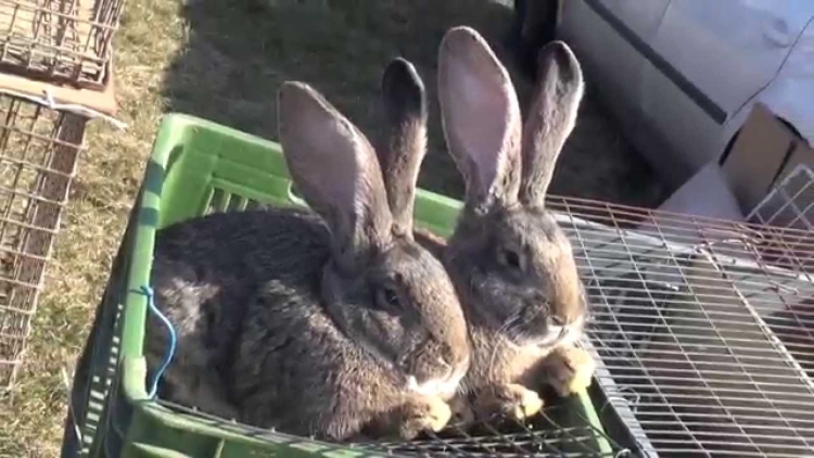 Kisállatbörze minden hónap második vasárnapján