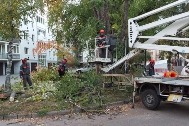 Két helyen is ápolja fákat a NYÍRVV