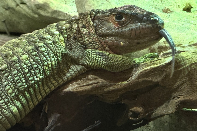Csigaevő hüllők érkeztek a Nyíregyházi Állatparkba!