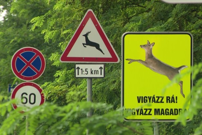 Elkezdődött az őzek nászidőszaka