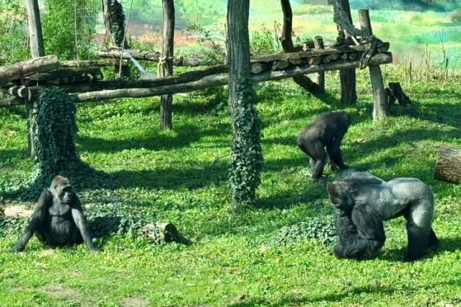 Djumbah boldogsága - Nősténygorillák érkeztek a Nyíregyházi Állatparkba!