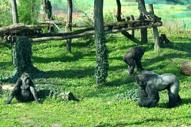 Djumbah boldogsága - Nősténygorillák érkeztek a Nyíregyházi Állatparkba!
