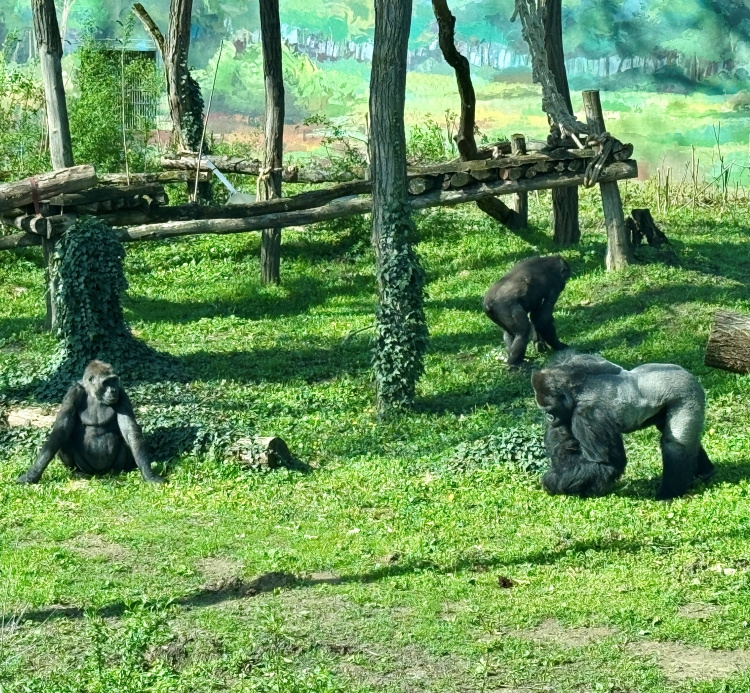 Új lakók – Gorilla hölgyek érkeztek a Nyíregyházi Állatparkba