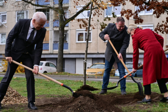 Faültetés a Korányin – Újabb fákat ültettek el a polgármesteri fásítási program keretében