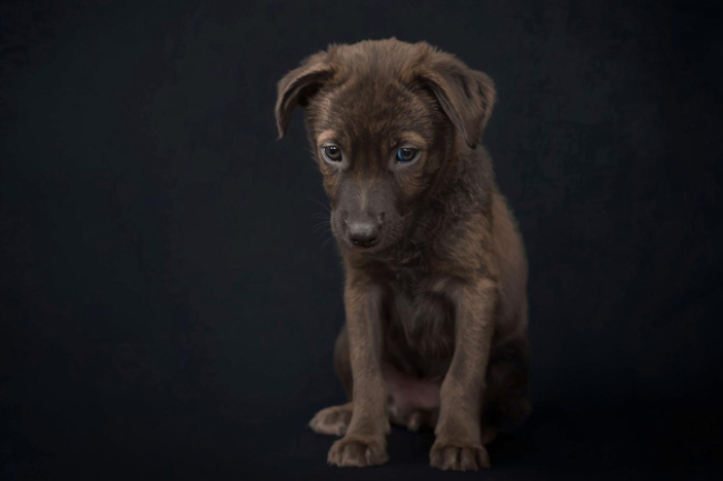 Ne ajándékozzunk élő állatot karácsonyra – figyelmeztet az Orpheus Állatvédő Egyesület