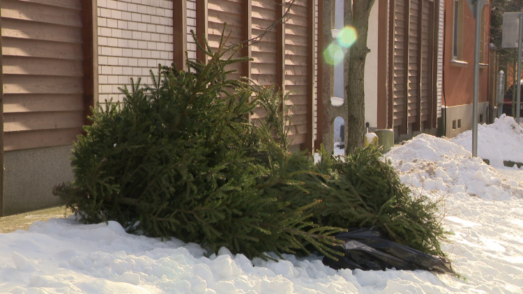 Zöldhulladék-szállítás – Összegyűjti az utcákra kihelyezett fenyőfákat az ÉAK
