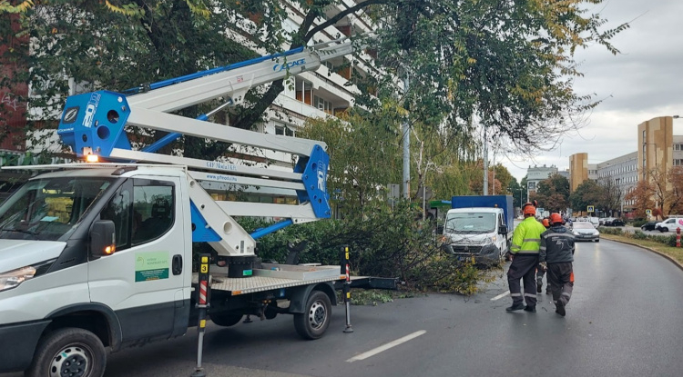 Kivágtak egy balesetveszélyes fát az Országzászló téren